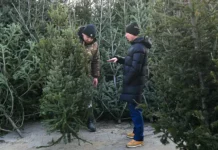 Иван Советников рекомендует выбирать живые ёлки от Рослесхоза на праздник ivan sovetnikov rekomenduet vybirat zhivye yolki ot rosleshoza na prazdnik-urbandigest-ru-0