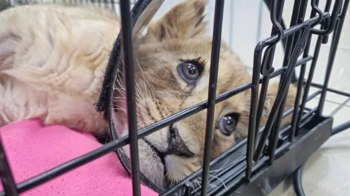 Маленькую львицу в тяжелом состоянии забрали у блогера в «Москве-Сити»