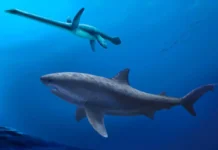 Палеонтологи обнаружили борьбу гигантских акул с плиозаврами мезозоя paleontologi obnaruzhili borbu gigantskih akul s pliozavrami mezozoya-urbandigest-ru-0