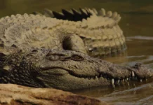 smelaya devushka i krokodil sobytiya v ugande na ozere viktoriya-urbandigest-ru-0