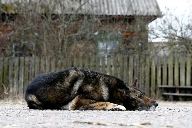 Вводная картинка