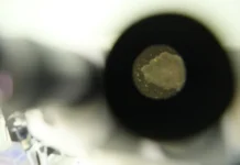 Удивительная история трихоплакса и Франца Эйльхарда Шульце udivitelnaya istoriya trihoplaksa i francza ejlharda shulcze-urbandigest-ru-0