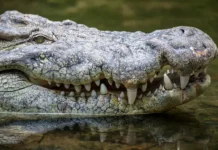 В Зимбабве произошел инцидент с полицией и крокодилами на реке Замбези v zimbabve proizoshel inczident s policziej i krokodilami na reke zambezi-urbandigest-ru-0