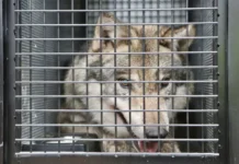 Волк в Токио удивил зоопарк и гостей города во время спасательной операции volk v tokio udivil zoopark i gostej goroda vo vremya spasatelnoj operaczii-urbandigest-ru-0