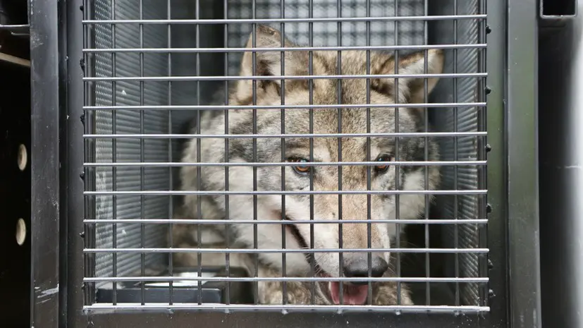 В Японии из-за сбежавшего волка эвакуировали посетителей зоопарка