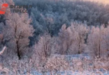 Юрий из Хабаровска выжил в амурской тайге при -40°С благодаря стойкости и поддержке полицейских yurij iz habarovska vyzhil v amurskoj tajge pri 40s blagodarya stojkosti i podderzhke policzejskih-urbandigest-ru-0