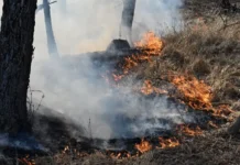 Иван Советников сообщил об успешной борьбе Рослесхоза с лесными пожарами в 2025 году ivan sovetnikov soobshhil ob uspeshnoj borbe rosleshoza s lesnymi pozharami v 2025 godu-urbandigest-ru-0