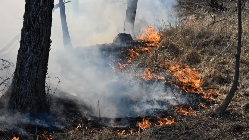 Глава Рослесхоза Советников рассказал о ситуации с лесными пожарами в 2025 году