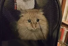 Кошкиспас и волонтёры спасли кота из дымохода через 17 дней koshkispas i volontyory spasli kota iz dymohoda cherez 17 dnej-urbandigest-ru-0