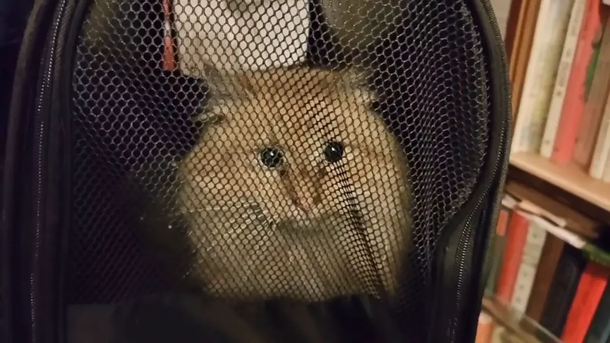 В Петербурге волонтеры спасли кота из дымохода спустя почти 17 дней