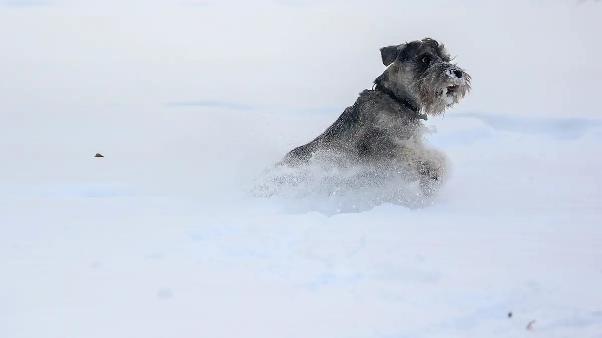 Когда закончится снегопад в Москве и сколько выпадет осадков