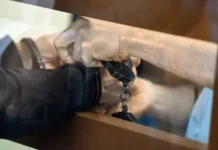 Октябрьский суд Санкт-Петербурга рассмотрел дело по УК РФ о Сити Молле oktyabrskij sud sanktpeterburga rassmotrel delo po uk rf o siti molle-urbandigest-ru-0