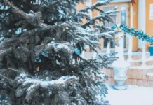 Приморье украсят свежие снегопады вечернем 3 января по прогнозу Примгидромета primore ukrasyat svezhie snegopady vechernem 3 yanvarya po prognozu primgidrometa-urbandigest-ru-0