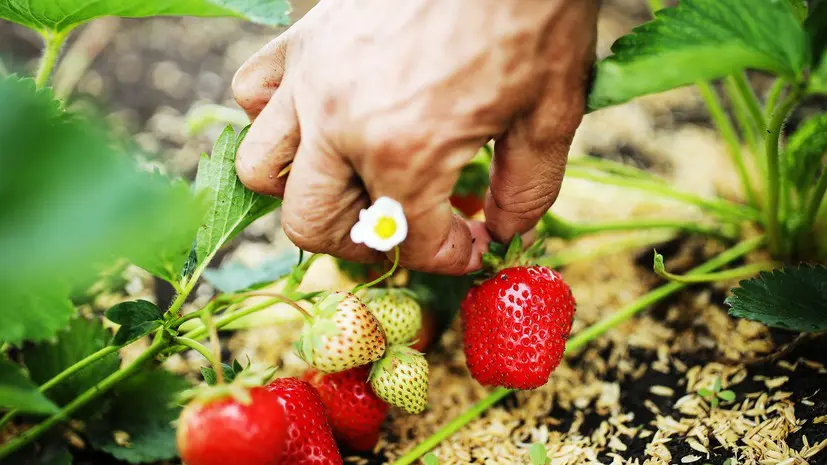 Депутат Гаврилов прокомментировал поправки в закон о садоводстве