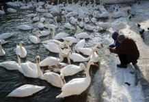 3 fevralya otmechayut den zaboty o pticzah i pamyat maksima ispovednika-urbandigest-ru-0