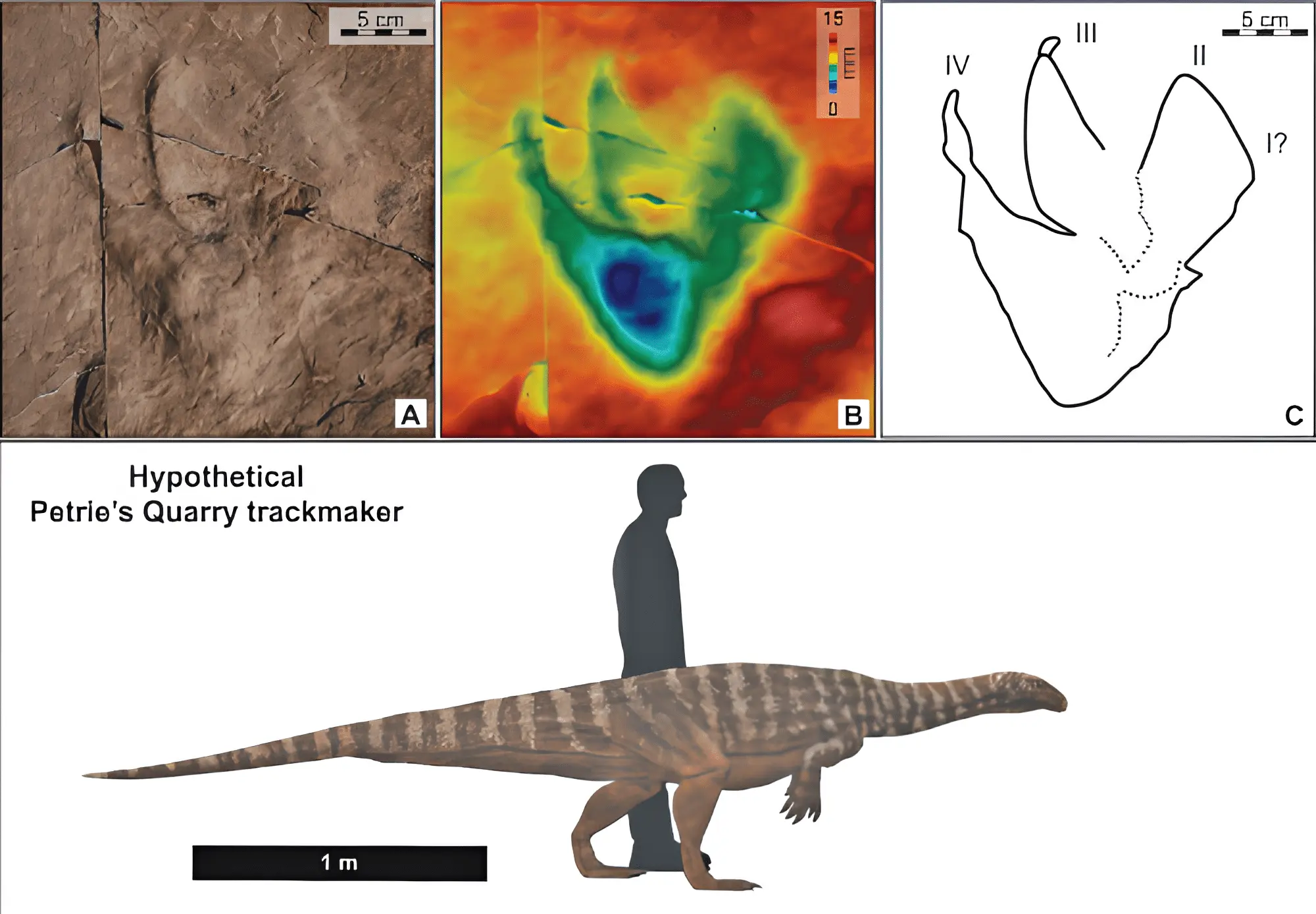 Древнейший след из триаса австралийских динозавров в музее Квинсленда-0
