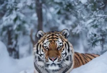 Охотнадзор Приморья поймал девятого тигра у села Маргаритово ohotnadzor primorya pojmal devyatogo tigra u sela margaritovo-urbandigest-ru-0