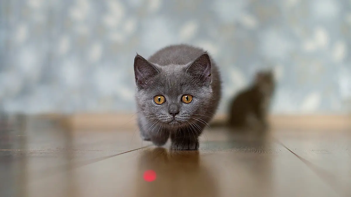 Когда питомца могут изъять за долги хозяина