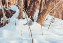 Приморский гидрометцентр: водный баланс в крае стабилен primorskij gidrometczentr vodnyj balans v krae stabilen-urbandigest-ru-0
