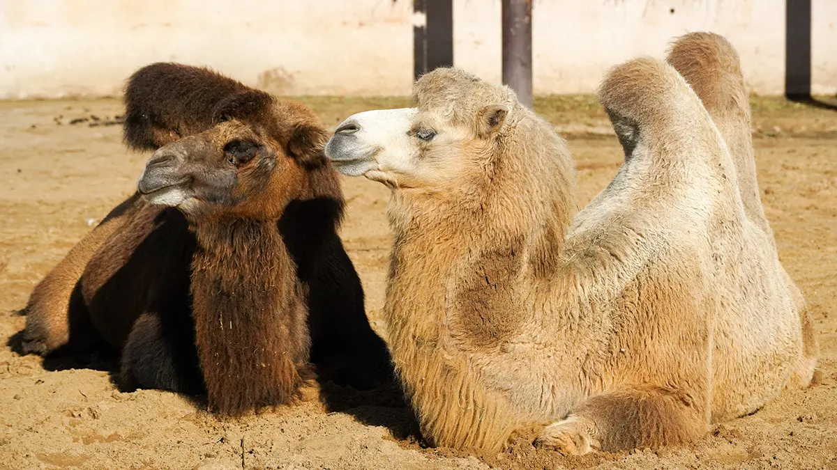 Паспорта для верблюдов ввели в Саудовской Аравии