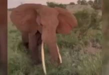 Слон атаковал джип с туристами из Британии в Танзании slon atakoval dzhip s turistami iz britanii v tanzanii-urbandigest-ru-0