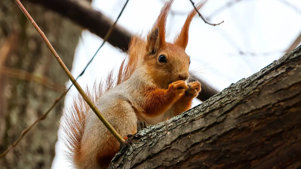 Как долго в Москве сохранится теплая погода в марте 2026 года
