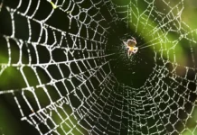 ИБХ РАН и МФТИ представили ProTx-I: прорыв в анестезии ibh ran i mfti predstavili proryv v anestezii-urbandigest-ru-0