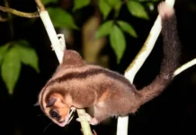 Новая Гвинея и Тим Флэннери: открытия среди сумчатых острова novaya gvineya i tim flenneri otkrytiya sredi sumchatyh ostrova-urbandigest-ru-0