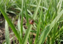 Новая угроза в Крыму, на Кавказе: как защититься от клещей Hyalomma novaya ugroza v krymu na kavkaze kak zashhititsya ot kleshhej -urbandigest-ru-0