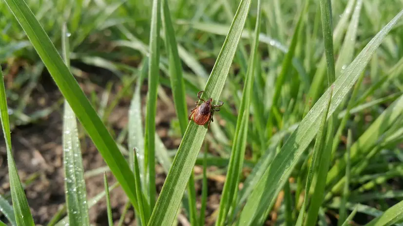 Охотники, а не ждуны: на юге России объявились клещи-мутанты