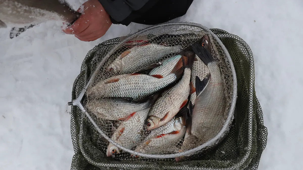 Столичный суд заблокировал сайты с инструкциями по созданию электроудочек