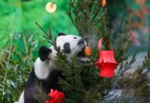 Панда Катюша в Московском зоопарке – нрав и влияние Жуи и Диндин panda katyusha v moskovskom zooparke nrav i vliyanie zhui i dindin-urbandigest-ru-0