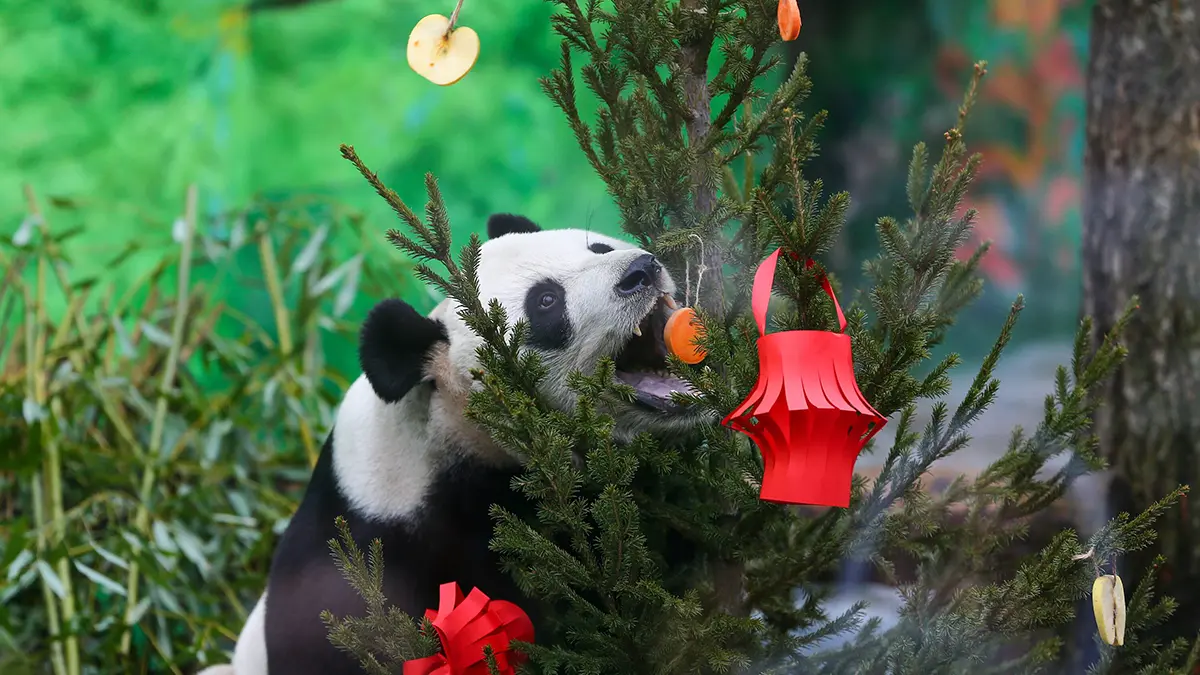 Гендиректор Московского зоопарка Акулова рассказала о характере панды Катюши