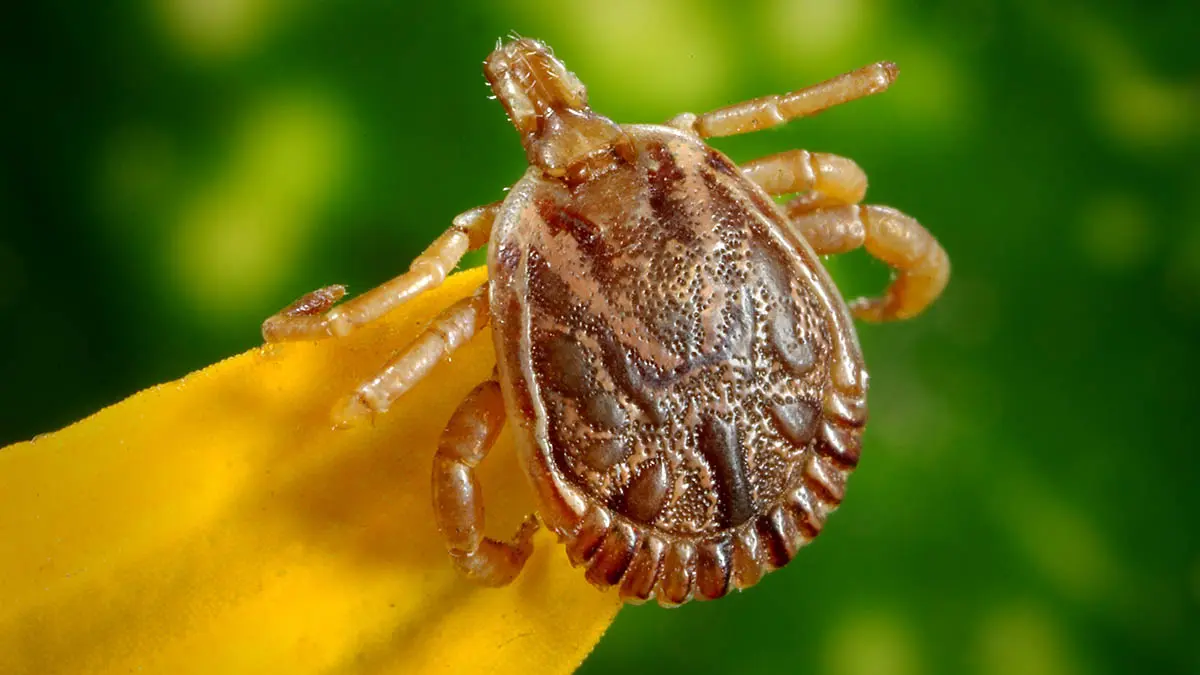 Как можно заразиться клещевым энцефалитом