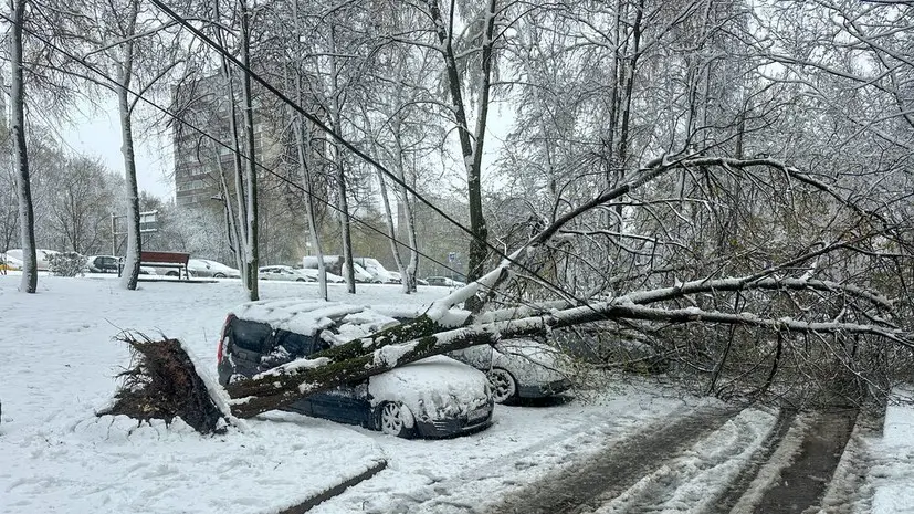 Автоюрист: фото и экспертиза помогут получить компенсацию за упавшее дерево
