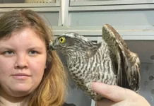 loki i pticzy czentr vorone gnezdo pomogaet pernatym obresti svobodu-urbandigest-ru-0