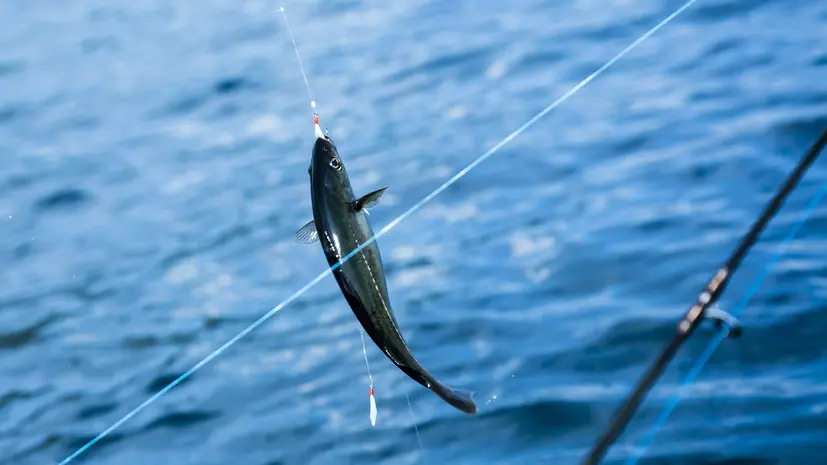 «Ъ»: оптовая стоимость минтая в России выросла на треть за год