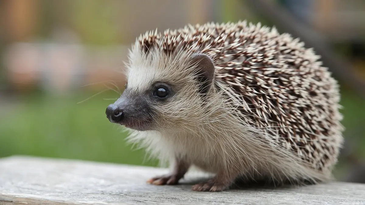 Московские специалисты спасли ежа, который заблудился в подъезде дома