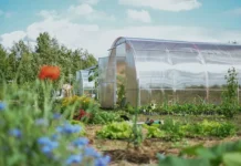 Никита Чаплин рассказал о лучших сортах моркови и томатов для дачи nikita chaplin rasskazal o luchshih sortah morkovi i tomatov dlya dachi-urbandigest-ru-0