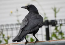 olesya chernokova obyasnila pravila podkormki pticz v moskve i oblasti-urbandigest-ru-0