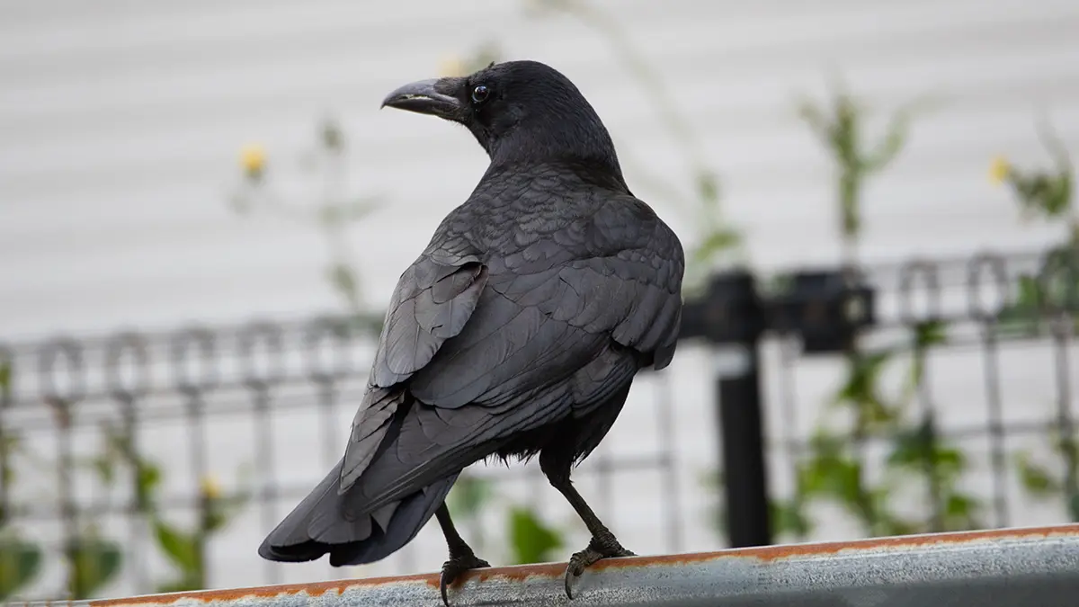 Юрист Чернокова назвала размер штрафа за кормление ворон у дома