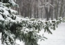 polovina mesyachnoj normy osadkov vypala na vdnh za sutki-urbandigest-ru-0