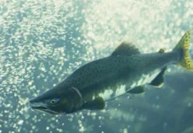 rosrybolovstvo lidiruet po vylovu lososej seldi i treski-urbandigest-ru-0