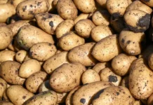 АКОРТ и Руспродсоюз отмечают рекордное снижение цен на продукты akort i rusprodsoyuz otmechayut rekordnoe snizhenie czen na produkty-urbandigest-ru-0