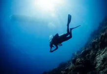 Ocean Census, Nekton и Nippon Foundation нашли сотни видов i nashli sotni vidov-urbandigest-ru-0