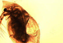 Новое исследование раскрывает влияние нанопластика на водные экосистемы 05f0f6e4-4b38-48a2-b9cb-aaef5ccb7e05-674c99c1