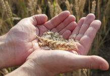 Россия демонстрирует впечатляющие результаты в обеспечении мировой продовольственной безопасности 19008a37-abfb-4f77-899d-152ef6444356-676d506b
