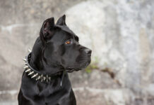 Шокирующий случай жестокого обращения с животным в Подмосковной деревне b362d129-c22f-4437-af74-ee3dceefc083-6771ed9d