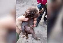 Счастливое спасение: щенок из мусорного контейнера обрел новый дом в Петербурге c3697914-a770-4f7b-8d87-e8d104ff96aa-676e9b20