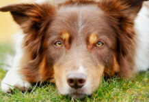 Преданная собака спасла жизнь заблудившейся хозяйке Brown border collie